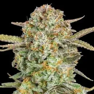 Auto XXL Bruce Banner Feminised Cannabis Seeds | Advanced Seeds 