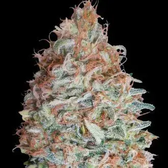 Banana Cookies Feminised Cannabis Seeds | Advanced Seeds 