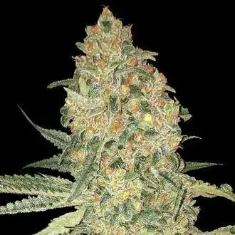 Bruce Banner Feminised Cannabis Seeds | Advanced Seeds 
