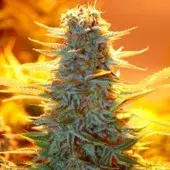 Advanced Seeds Auto Kaya 47 Feminised Cannabis Seeds