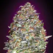 Advanced Seeds Auto NYC Diesel Feminised Cannabis Seeds