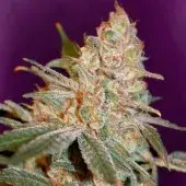 Advanced Seeds Black Diesel Feminised Cannabis Seeds