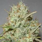 Advanced Seeds Shark Widow Feminised Cannabis Seeds