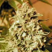 Advanced Seeds Somango Widow Feminised Cannabis Seeds