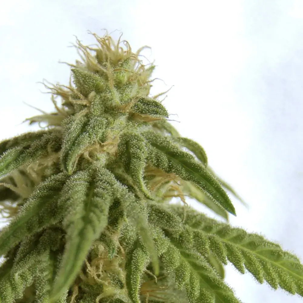 Afrodite Feminised Cannabis Seeds