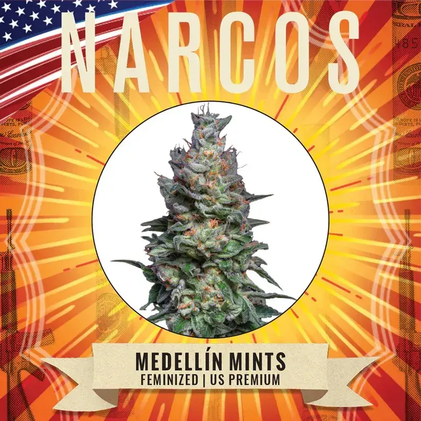 Medellin Mints Feminised Cannabis Seeds - NARCOS Seeds.