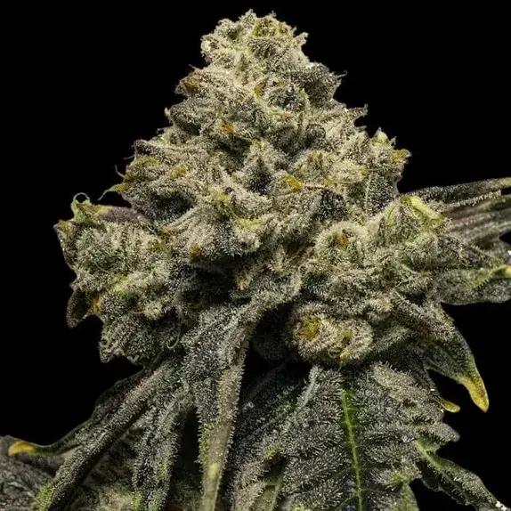 Empire Cheddar Plum Auto Cannabis Seeds – Empire Seeds Bank.