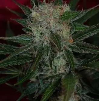 Agent Orange Regular Cannabis Seeds | TGA Seeds 