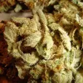 Aiea Regular Cannabis Seeds | Delta 9 Labs