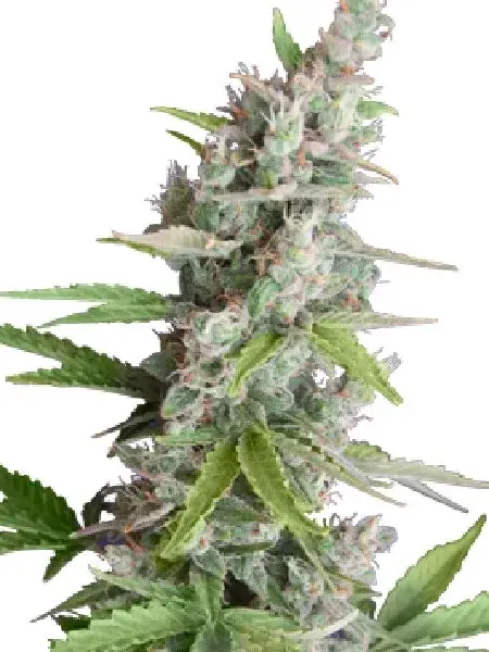 AK Auto Feminised Cannabis Seeds | Seedmakers Seeds