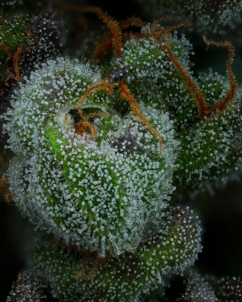 All Gas OG Auto Feminised Cannabis Seeds - Humboldt Seed Company