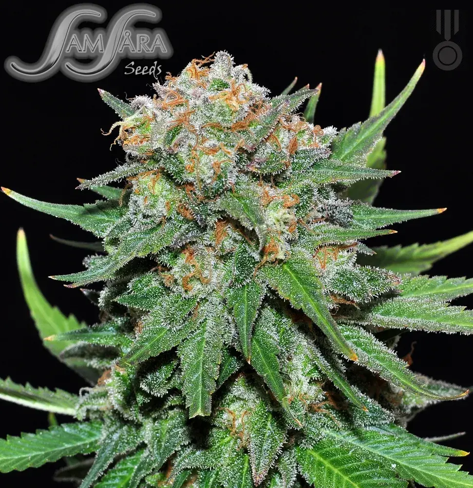 El Alquemista Feminised Cannabis Seeds