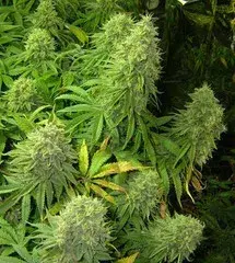 Ambrosia Regular Cannabis Seeds