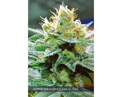 Amnesia x Bubba Kush Feminised Cannabis Seeds | Vision Seeds