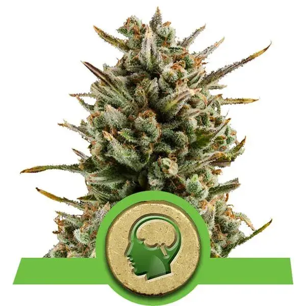 Titan F1 Auto Feminised Cannabis Seeds | Royal Queen Seeds