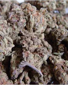 Amnesia Haze Feminised Cannabis Seeds | Soma Seeds