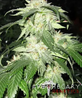 Regulator OG Regular Cannabis Seeds | Apothecary Genetics Seeds