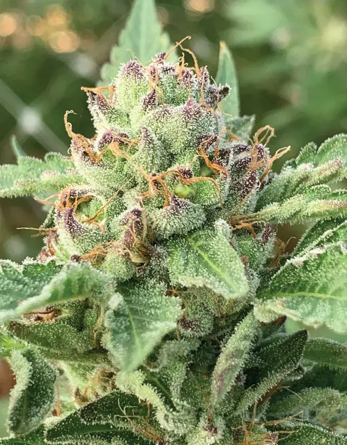 Apple Blossom Feminised Cannabis Seeds - Humboldt Seed Company