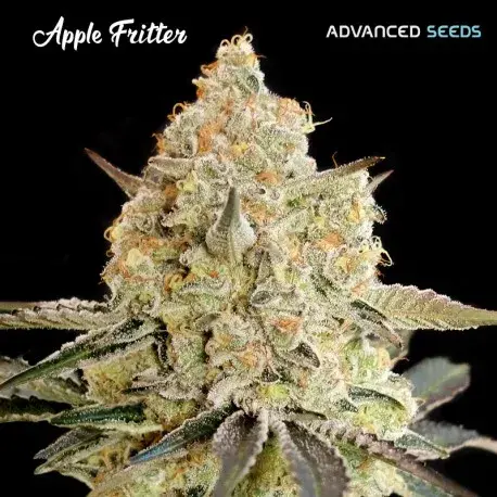 Apple Fritter Feminised Cannabis Seeds - Advanced Seeds 