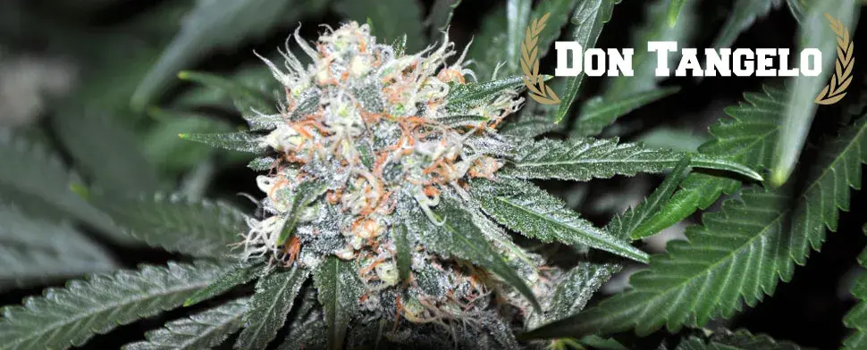 Don Tangelo Regular Cannabis Seeds | Allstar Genetics