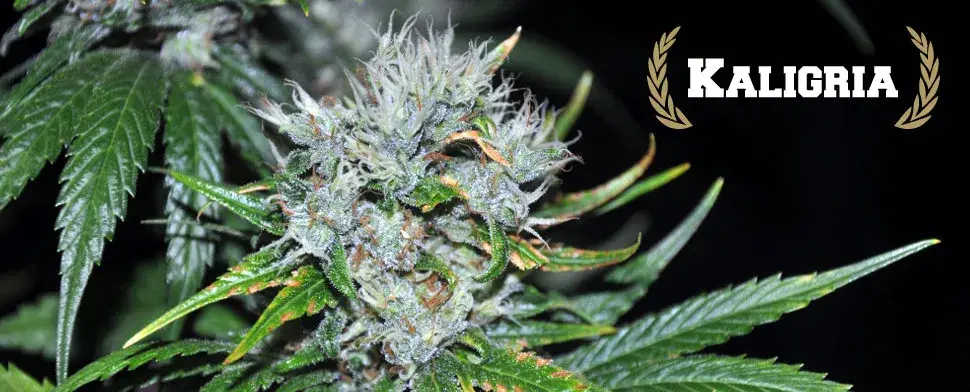  Kaligria Regular Cannabis Seeds | Allstar Genetics