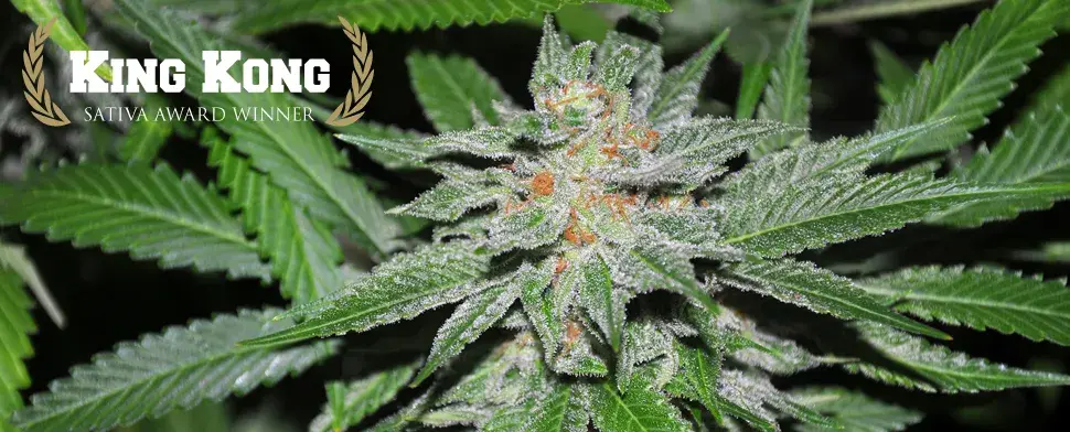 King Kong Regular Cannabis Seeds | Allstar Genetics