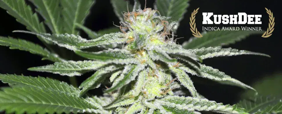 Kushdee Feminised Cannabis Seeds | Allstar Genetics