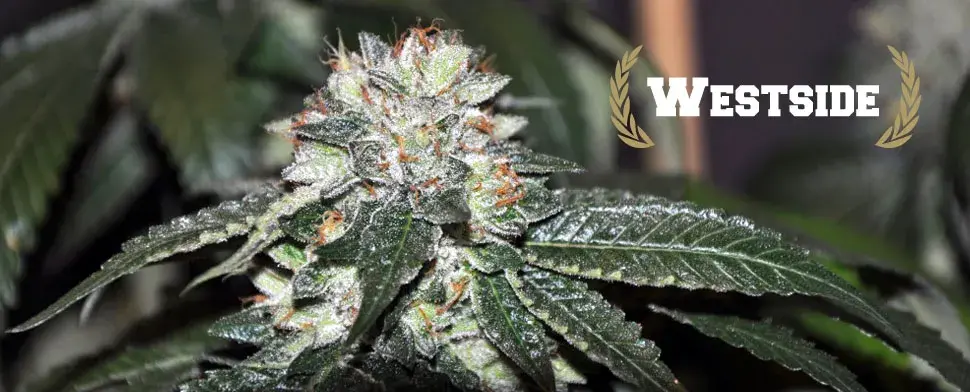 Westside Regular Cannabis Seeds | Allstar Genetics