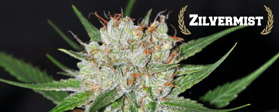 Zilvermist Regular Cannabis Seeds | Allstar Genetics