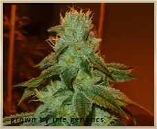 Gage Green Aspirare Cannabis Seeds