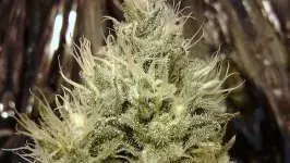  Aurora Indica Feminised Cannabis Seeds | Nirvana