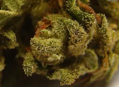 Auto Afghani Feminised Cannabis Seeds