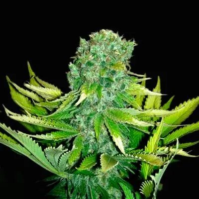 Auto Love Peace Feminised Cannabis Seeds (Formerly Auto Love Cheese)