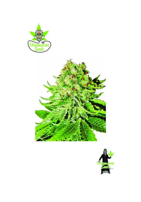 Auto NL Aurora Feminised Cannabis Seeds | Dispensario Seeds