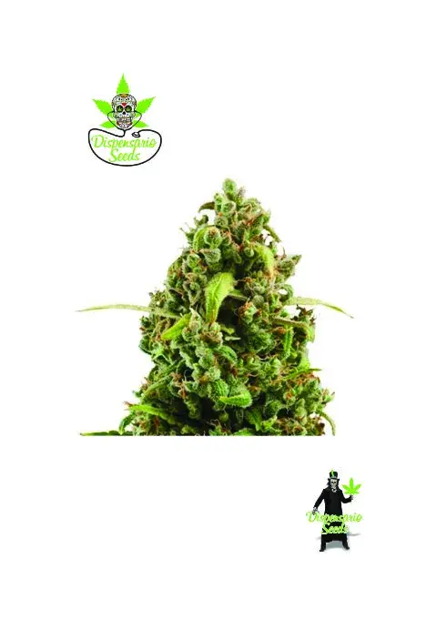 Auto NYC Bronx  Diesel Feminised Cannabis Seeds | Dispensario Seeds
