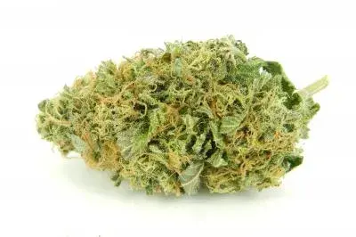  Auto Torpedo Feminised Cannabis Seeds