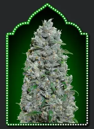 Auto Afghan Mass XXL Feminised Cannabis Seeds | OO Seeds