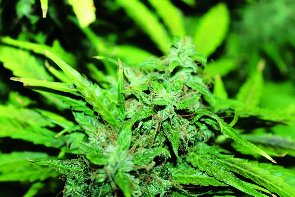 Amnesia Feminised Cannabis Seeds | Seedsman
