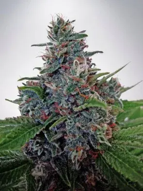 Auto Blue Amnesia Feminised Cannabis Seeds | Ministry of Cannabis