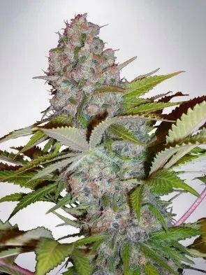 Auto Cheese NL Feminised Cannabis Seeds | Ministry of Cannabis