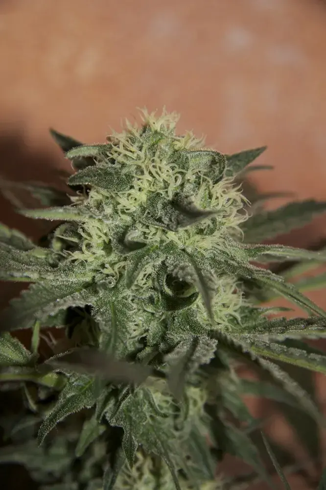 Auto Lemon Feminised Cannabis Seeds | Seedsman