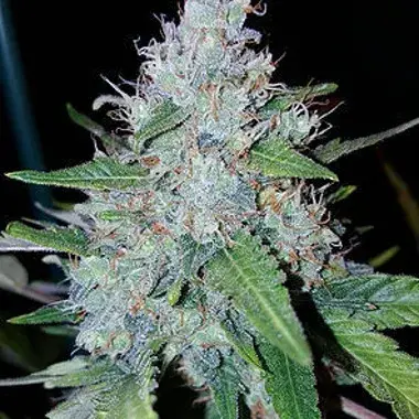 Auto Monster Mass Feminised Cannabis Seeds | Critical Mass Collective Seeds