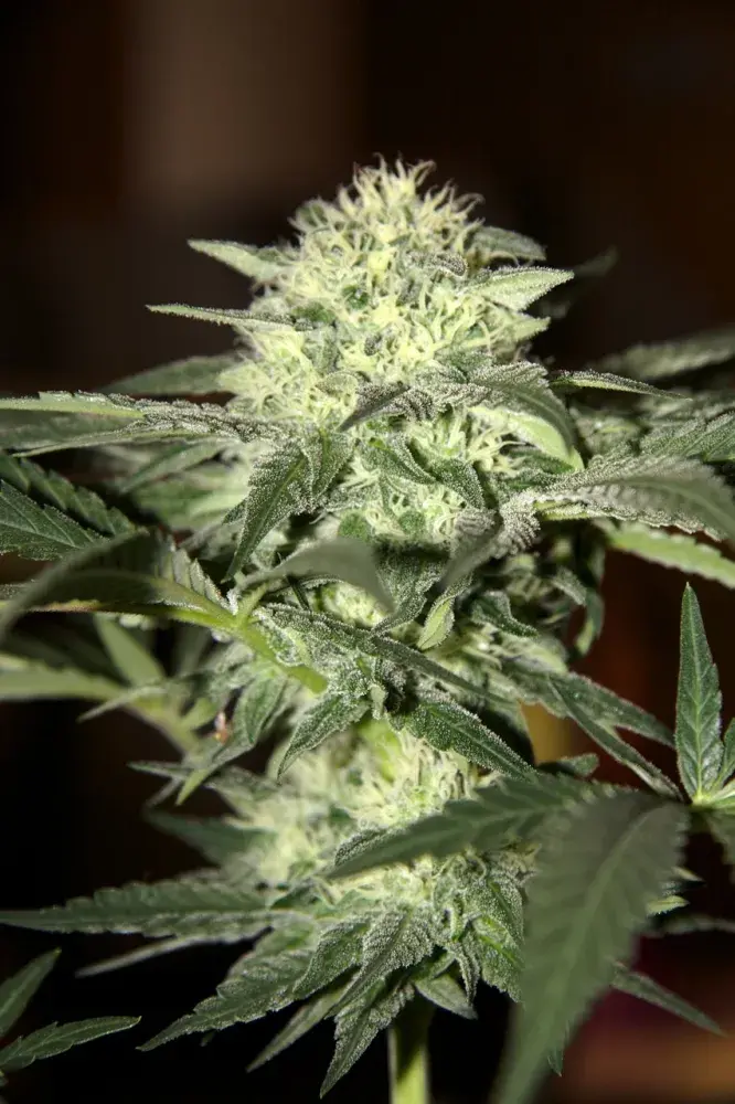 Auto Moscow Feminised Cannabis Seeds | Seedsman