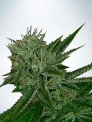 Auto Northern Lights Feminised Cannabis Seeds | Ministry of Cannabis