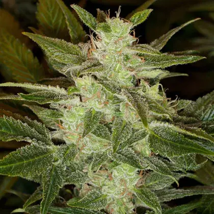 Auto Speed Haze Feminised Cannabis Seeds