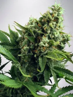 Auto White Widow Feminised Cannabis Seeds | Ministry of Cannabis