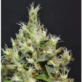 Auto Amnesia Feminised Cannabis Seeds | C.B.D. Seeds