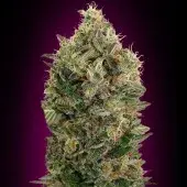 Advanced Seeds Auto Black Diesel Feminised Cannabis Seeds