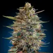 Advanced Seeds Auto Blue Diese Feminsedl Cannabis Seeds