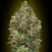 Advanced Seeds Auto Critical Soma Feminised Cannabis Seeds